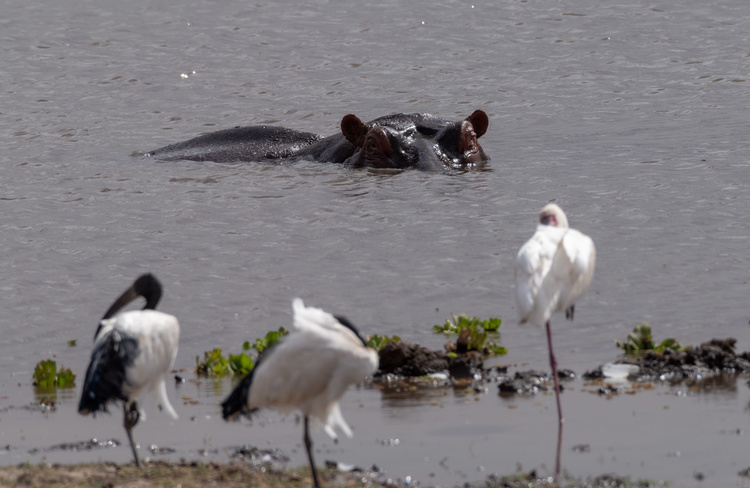 Safari in Amboseli