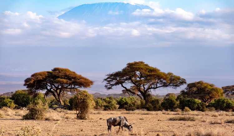 Gnou in Amboseli