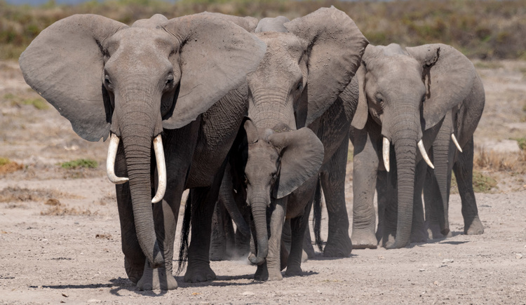 Elephants in Amboseli in Kenya