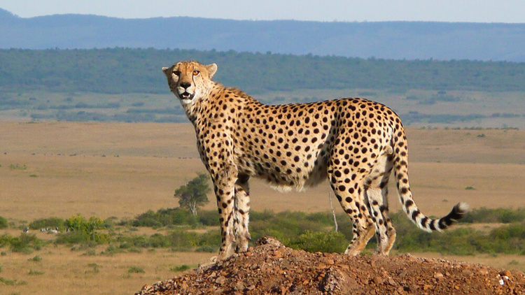 Cheetah in safari in Kenya