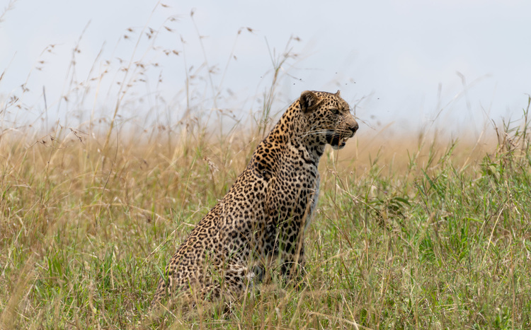 Leopard in Masaï Mara