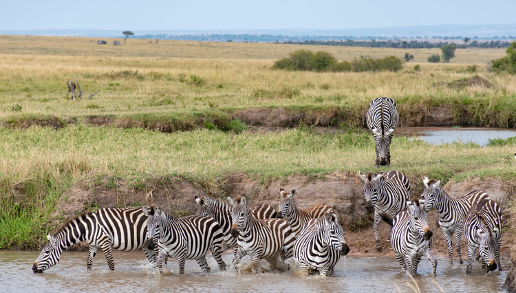 Zebras in Kenya