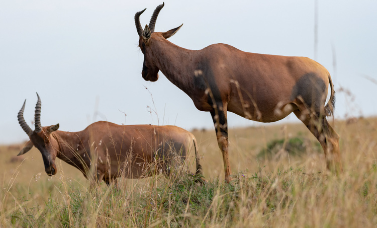 Safari in Masaï Mara
