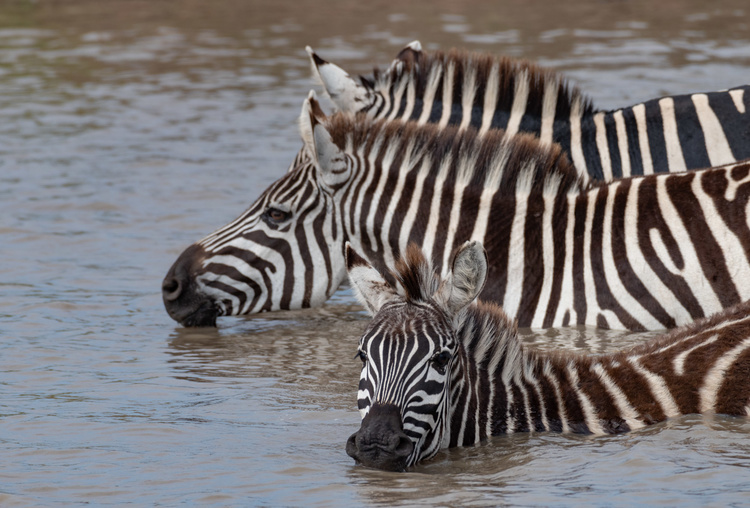 Zebra in Kenya