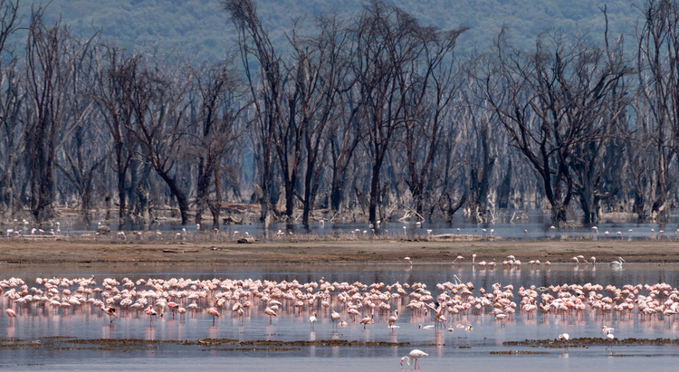 Flamingos in Nakauru