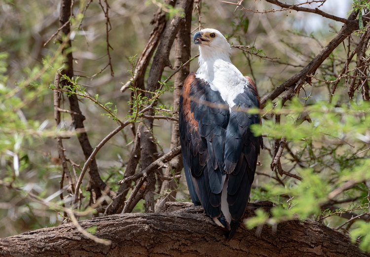 Fish eagle in Kenya