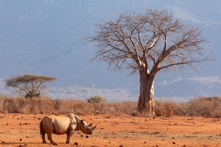 Safari in Tsavo west in Kenya
